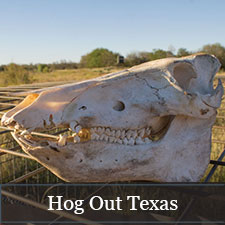 Hog Out Texas